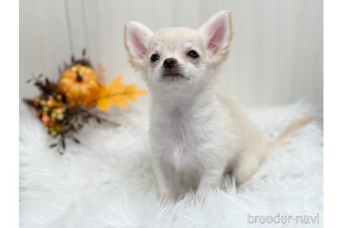 成約済の愛知県のチワワ(ロングコート)-344843