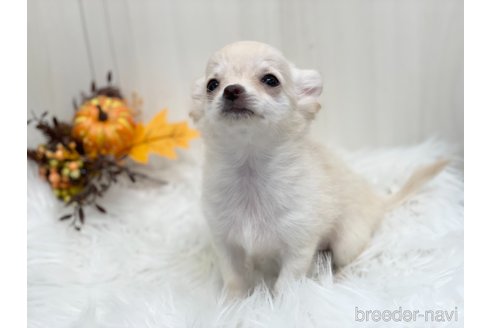 成約済の愛知県のチワワ(ロングコート)-344843の4枚目