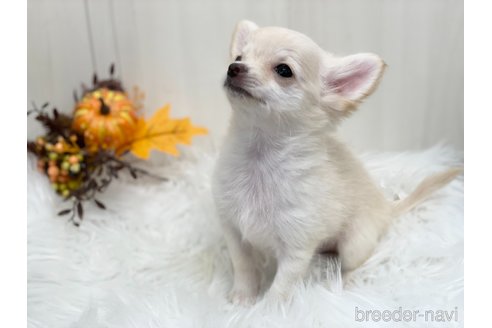 成約済の愛知県のチワワ(ロングコート)-344843の3枚目