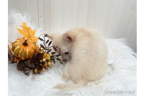 成約済の愛知県のチワワ(ロングコート)-344843の5枚目