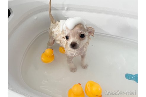 成約済の愛知県のチワワ(ロングコート)-344843の6枚目