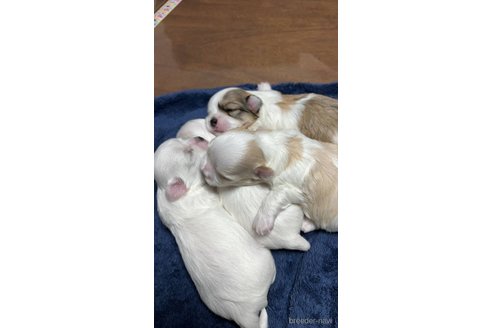 成約済の広島県のチワマル:チワワ×マルチーズ-348714の2枚目