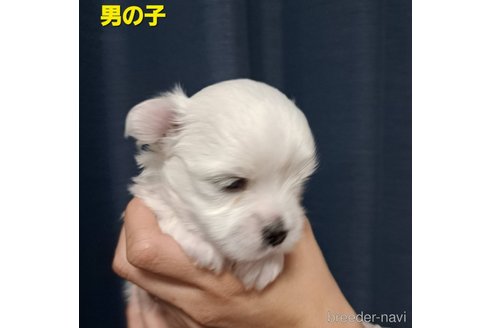 成約済の広島県のチワマル:チワワ×マルチーズ-348715