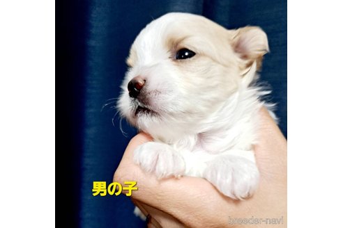成約済の広島県のチワマル:チワワ×マルチーズ-348716