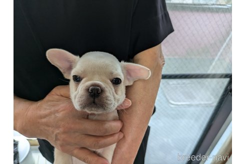 成約済の愛知県のフレンチブルドッグ-341327の7枚目