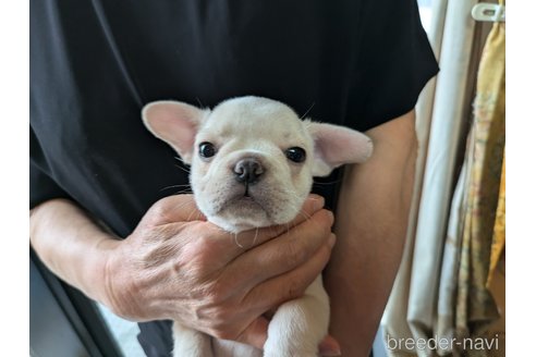 成約済の愛知県のフレンチブルドッグ-341327の1枚目