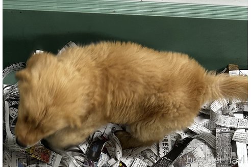 成約済の千葉県のゴールデンレトリーバー-341278の6枚目