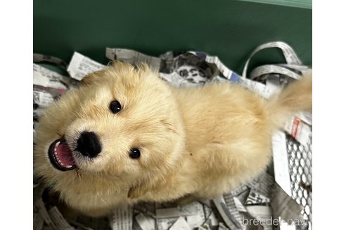 成約済の千葉県のゴールデンレトリーバー-341282の5枚目