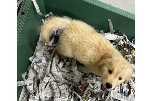 成約済の千葉県のゴールデンレトリーバー-341282の2枚目