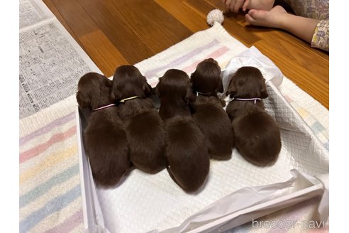 成約済の熊本県のミニチュアダックスフンド(ロングヘアード)-348732の9枚目