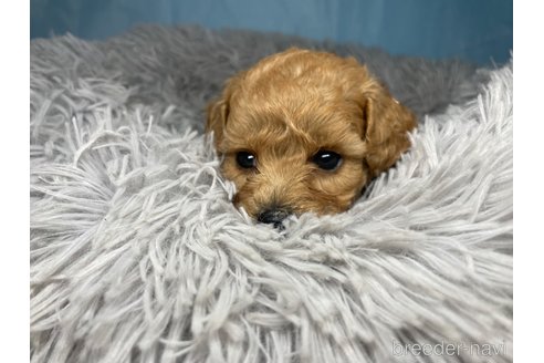成約済の熊本県のポメプー:ポメラニアン×トイプードル-344152