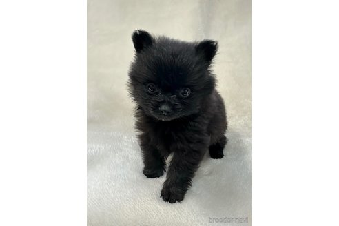 成約済の山口県のポメラニアン-346922の3枚目