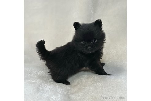 成約済の山口県のポメラニアン-346922の2枚目