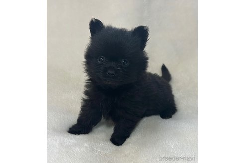成約済の山口県のポメラニアン-346922の1枚目