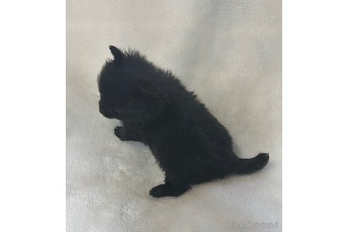 成約済の山口県のポメラニアン-346922の5枚目