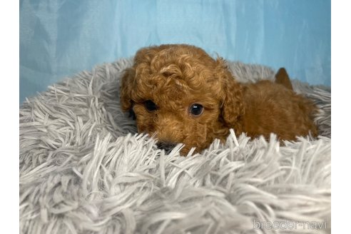 成約済の熊本県のトイプードル-344160の6枚目
