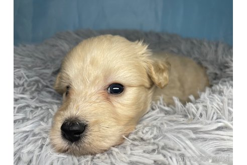 成約済の熊本県のポメプー:ポメラニアン×トイプードル-344153の1枚目