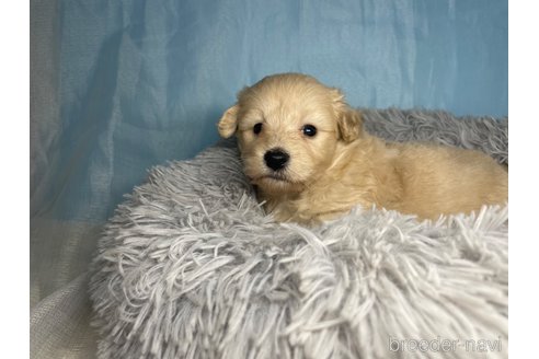 成約済の熊本県のポメプー:ポメラニアン×トイプードル-344153の2枚目