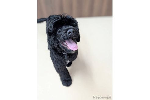 成約済の東京都のその他の犬種-348138の6枚目