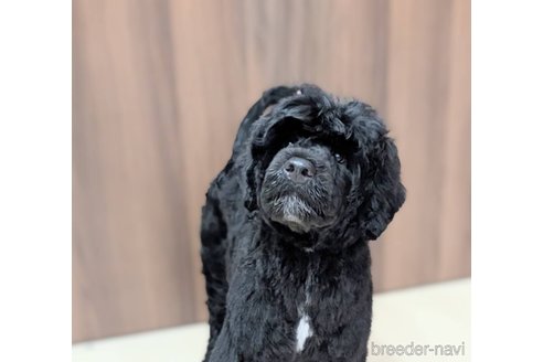 成約済の東京都のその他の犬種-348138の9枚目