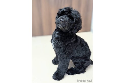 成約済の東京都のその他の犬種-348138の8枚目