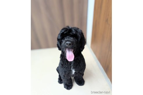 成約済の東京都のその他の犬種-348138の7枚目
