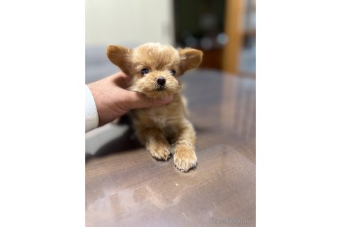 成約済の静岡県のチワプー:チワワ×トイプードル-347290の5枚目