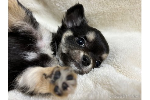 成約済の千葉県のチワワ(ロングコート)-344656の9枚目