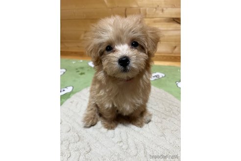 成約済の埼玉県のマルプー:マルチーズ×トイプードル-342605の7枚目