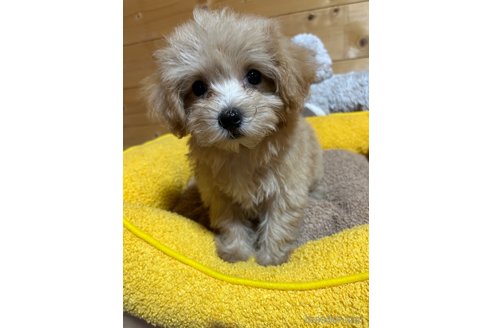 成約済の埼玉県のマルプー:マルチーズ×トイプードル-342605の6枚目