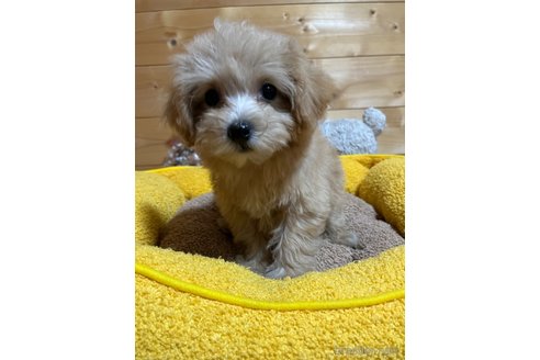 成約済の埼玉県のマルプー:マルチーズ×トイプードル-342605の4枚目