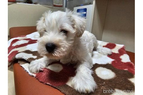 成約済の愛知県のミニチュアシュナウザー-348776の7枚目