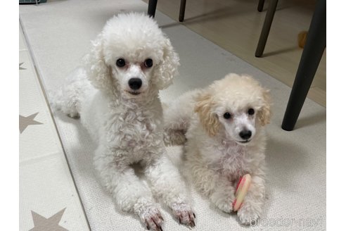 成約済の長野県のトイプードル-343219の2枚目