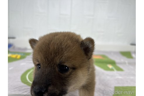 成約済の愛知県の豆柴-346523の5枚目
