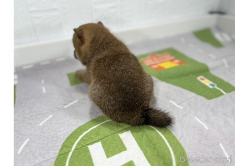 成約済の愛知県の豆柴-346523の4枚目