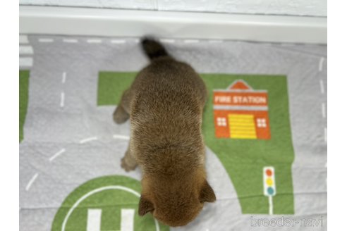 成約済の愛知県の豆柴-346523の3枚目