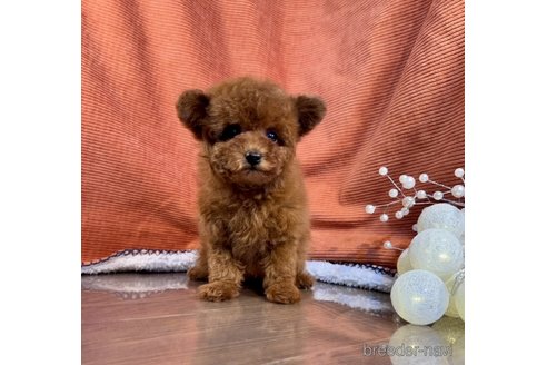 成約済の茨城県のトイプードル-348805の2枚目