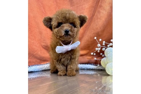 成約済の茨城県のトイプードル-348805の3枚目