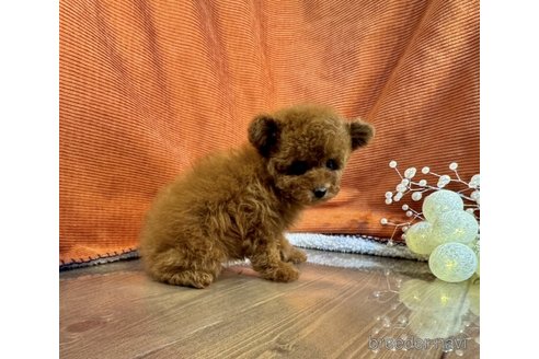 成約済の茨城県のトイプードル-348805の4枚目