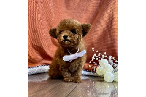 成約済の茨城県のトイプードル-348805の5枚目