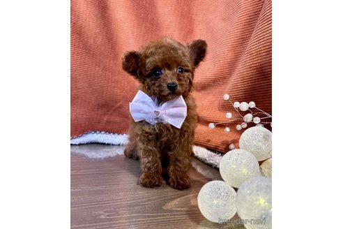 成約済の茨城県のトイプードル-348808の1枚目