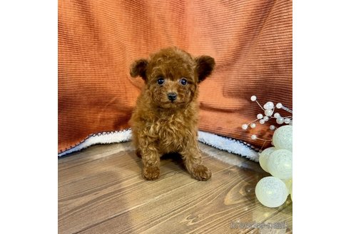 成約済の茨城県のトイプードル-348808の2枚目