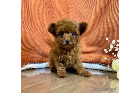 成約済の茨城県のトイプードル-348808の3枚目