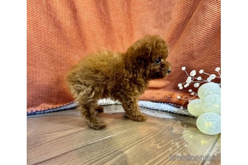 成約済の茨城県のトイプードル-348808の4枚目