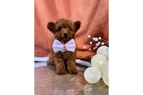 成約済の茨城県のトイプードル-348808の5枚目