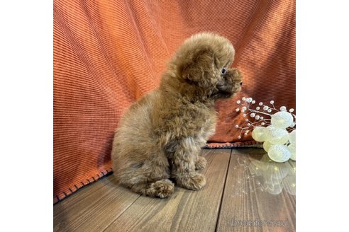 成約済の茨城県のトイプードル-348815の4枚目