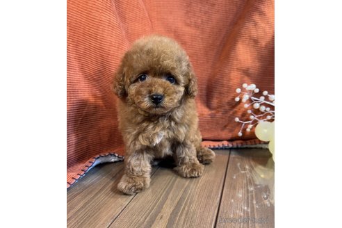 成約済の茨城県のトイプードル-348815の1枚目