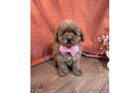 成約済の茨城県のトイプードル-348815の5枚目