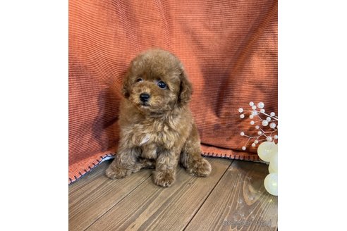 成約済の茨城県のトイプードル-348815の2枚目