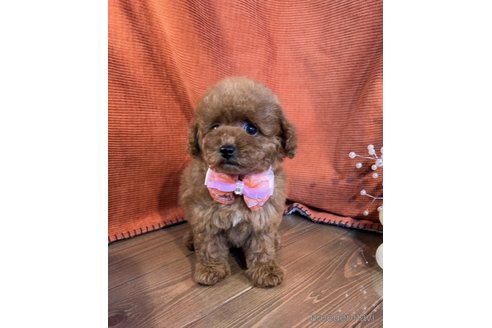 成約済の茨城県のトイプードル-348815の3枚目